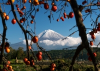 photo?id=2486&suffix=t