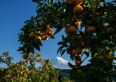 photo?id=2487&suffix=m