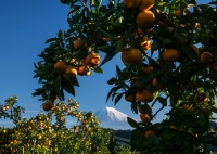photo?id=2487&suffix=t