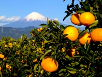 photo?id=2489&suffix=t
