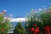 photo?id=2490&suffix=t