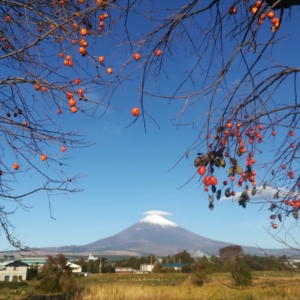 photo?id=2506&suffix=m