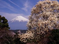 photo?id=2507&suffix=t