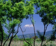 photo?id=2510&suffix=t
