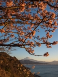 photo?id=2520&suffix=t
