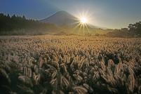 photo?id=2544&suffix=t