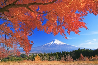 photo?id=2545&suffix=m