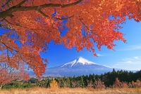 photo?id=2545&suffix=t
