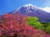 photo?id=2554&suffix=t