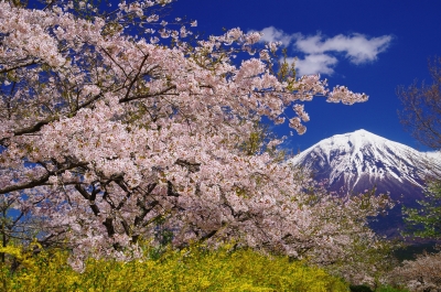 photo?id=2566&suffix=m