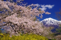 photo?id=2566&suffix=t