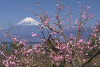 photo?id=2586&suffix=t