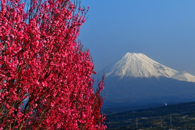 photo?id=2587&suffix=m