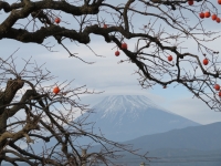 photo?id=2607&suffix=t