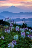 photo?id=2611&suffix=t