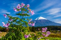 photo?id=2623&suffix=t