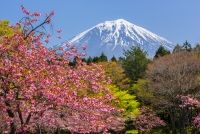 photo?id=2625&suffix=t