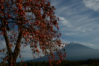 photo?id=2645&suffix=t