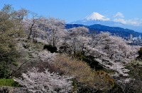 photo?id=2647&suffix=t