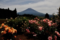 photo?id=2648&suffix=t