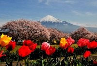 photo?id=2649&suffix=t