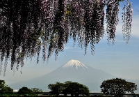 photo?id=2650&suffix=t