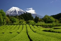 photo?id=2680&suffix=t