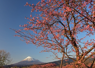 photo?id=2686&suffix=m