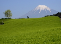 photo?id=2689&suffix=t