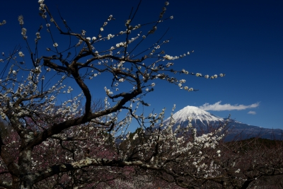 photo?id=2694&suffix=m