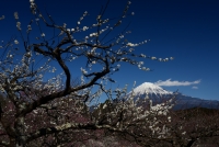 photo?id=2694&suffix=t