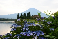 photo?id=2695&suffix=t