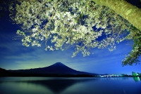 photo?id=2710&suffix=t