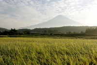 photo?id=2727&suffix=t