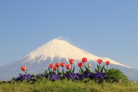photo?id=2728&suffix=t