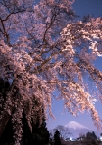 photo?id=2730&suffix=t