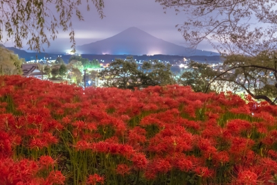 photo?id=2731&suffix=m