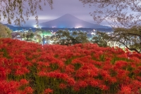 photo?id=2731&suffix=t