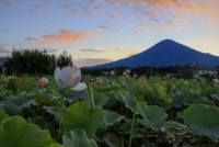 photo?id=2733&suffix=t