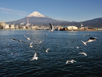 photo?id=2747&suffix=t