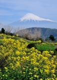 photo?id=2750&suffix=t