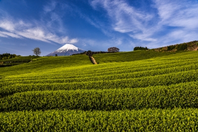 photo?id=2766&suffix=m
