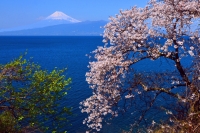 photo?id=2951&suffix=t