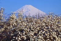 photo?id=2960&suffix=t