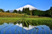 photo?id=3015&suffix=t