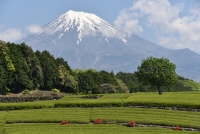 photo?id=3042&suffix=t