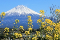 photo?id=3052&suffix=t