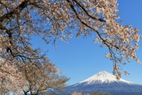 photo?id=3053&suffix=t