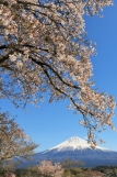 photo?id=3054&suffix=t