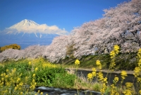 photo?id=3065&suffix=t